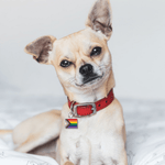 Daniel Quasar Progress Pride Flag Hanging Charms - Fundraising For A Cause